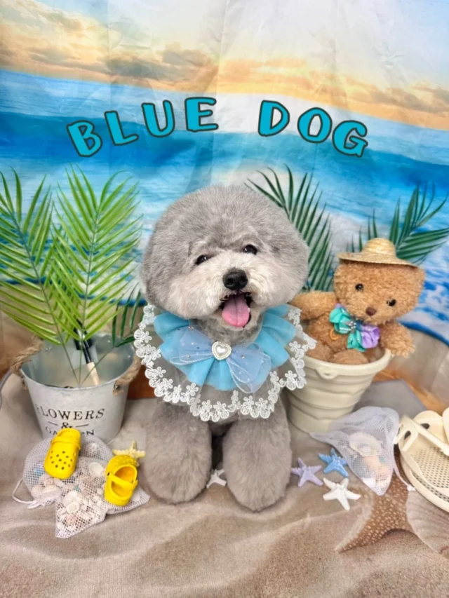 横浜市都筑区のトリミングサロン・ペットホテルならBLUE DOG | しっぽ